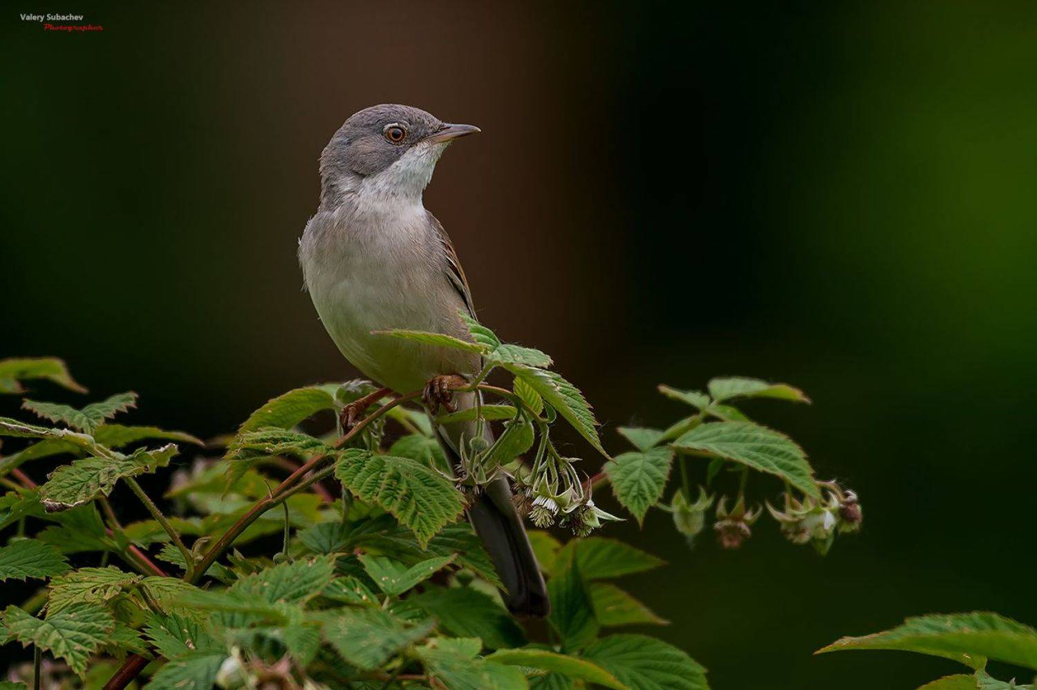 , Валерий Субачев