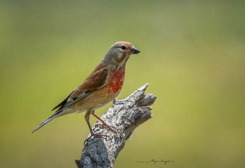 коноплянка, реполов, вьюрковые Коноплянка фото превью
