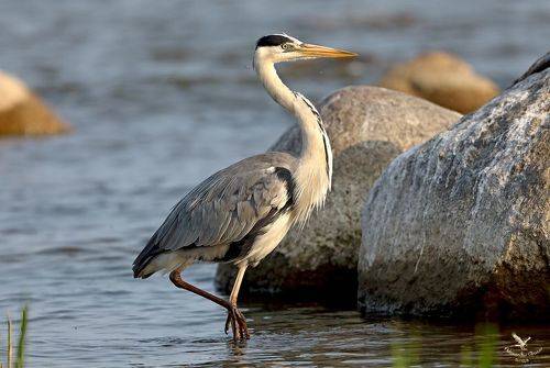 Важной походкой.