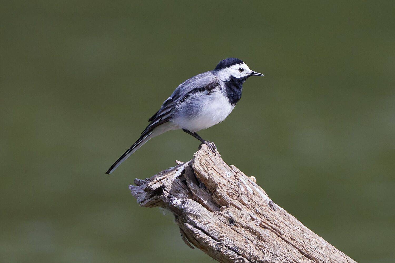 , Гильманов Артур