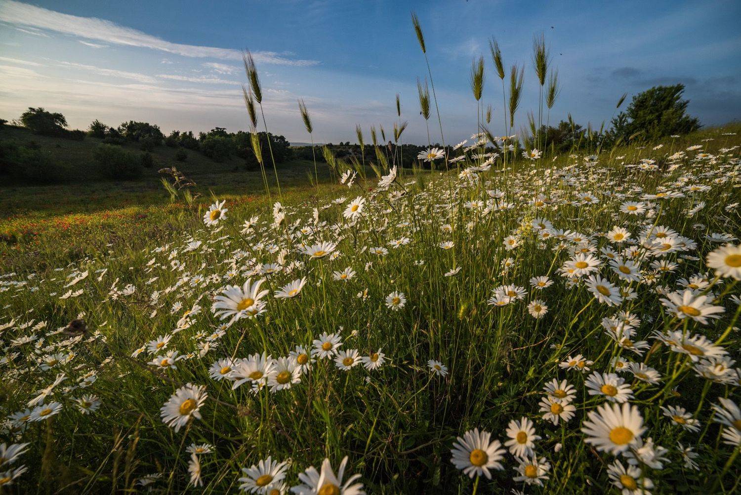 , Котенко Вадим