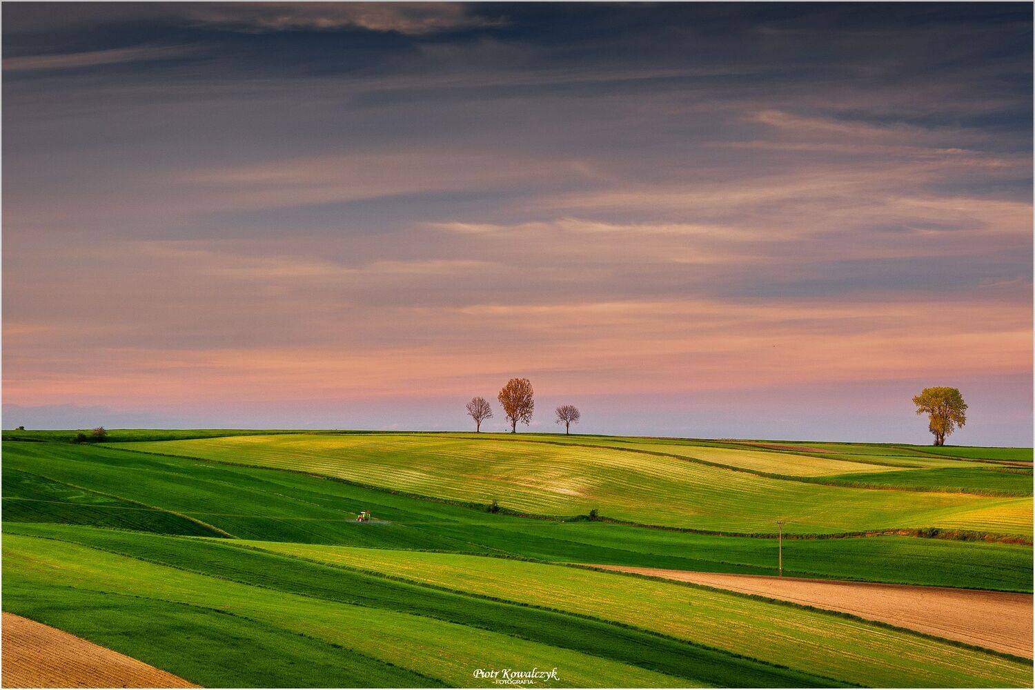 polska, pola, drzewa, ponidzie, Kowalczyk Piotr