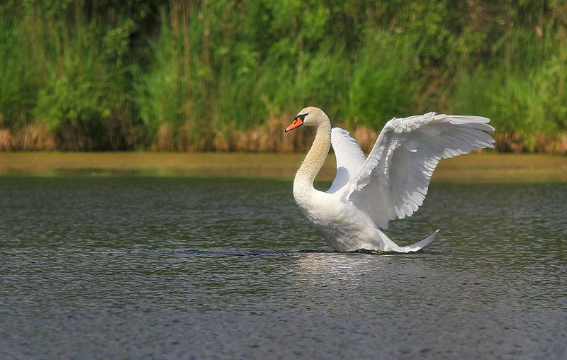 лебедь фото превью