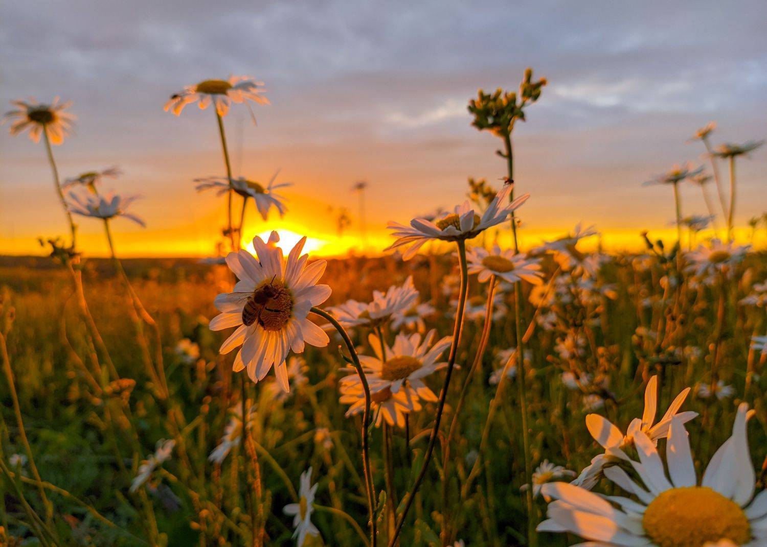 , Светлана Кондрашова