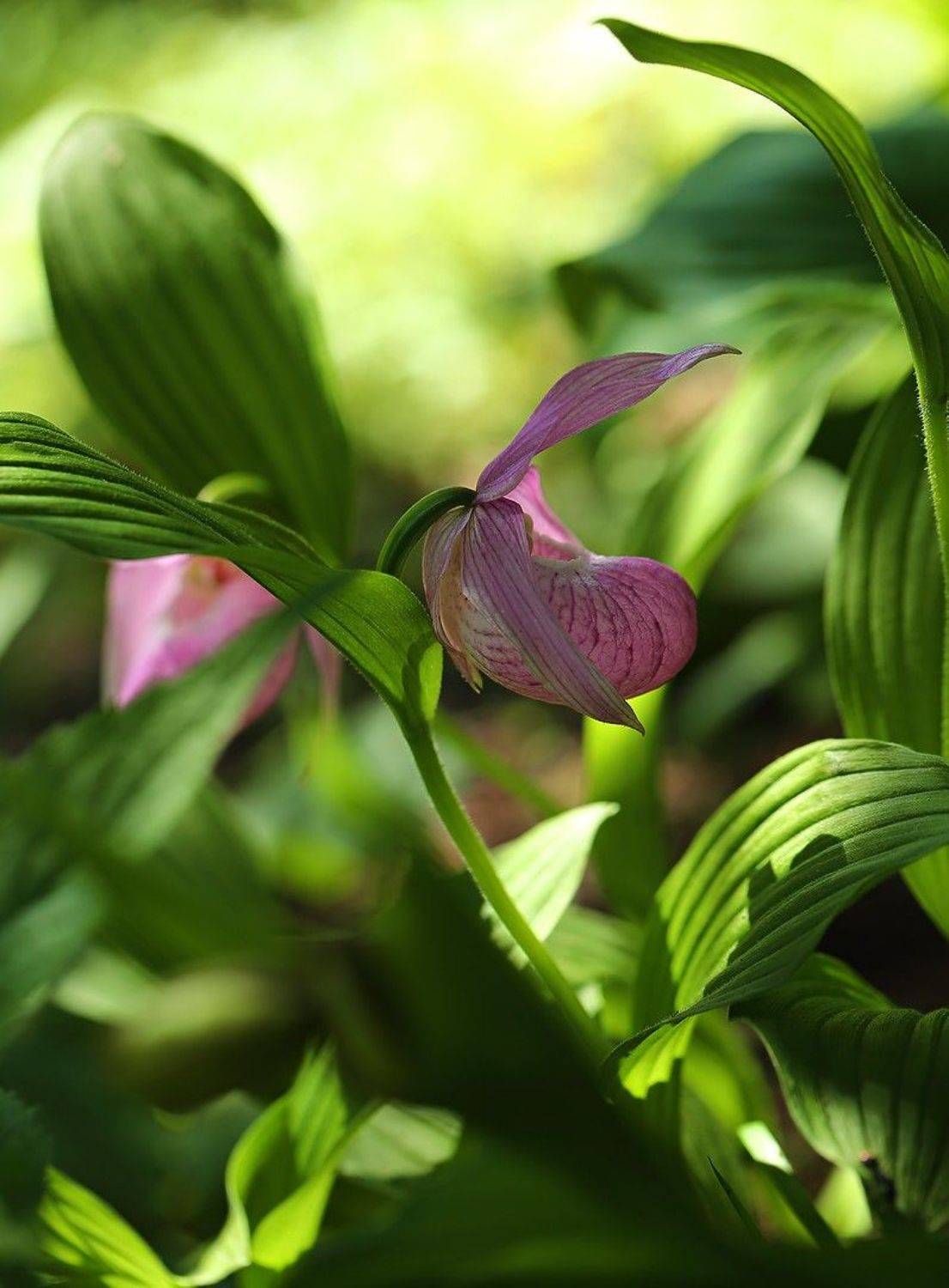 башмачок крупноцветковый, Евгений Слободской
