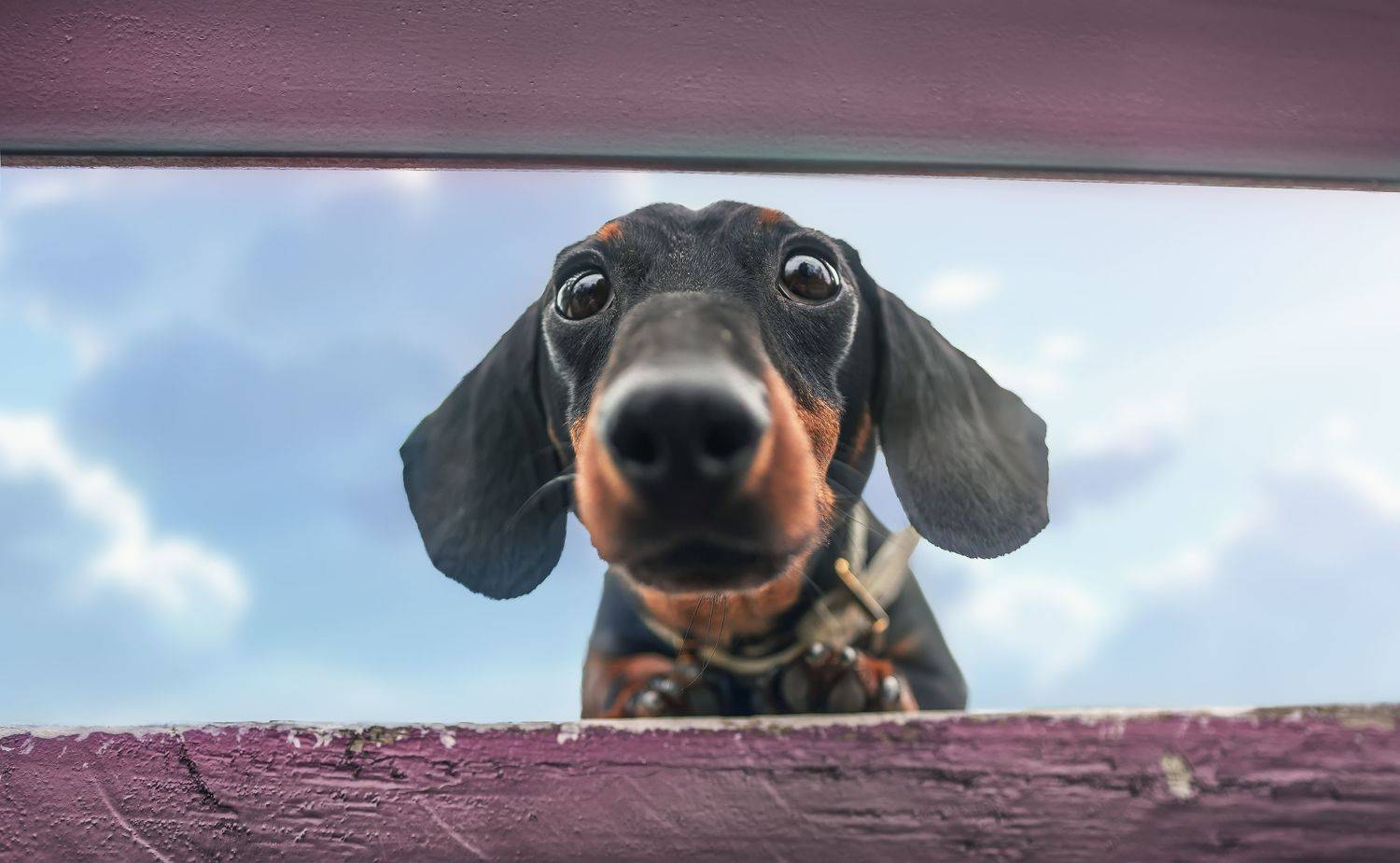 狗 宠物 萌宠 动物, 宠物摄影师狗哥