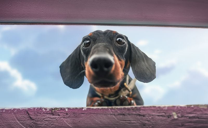 狗 宠物 萌宠 动物 q版狗狗 фото превью