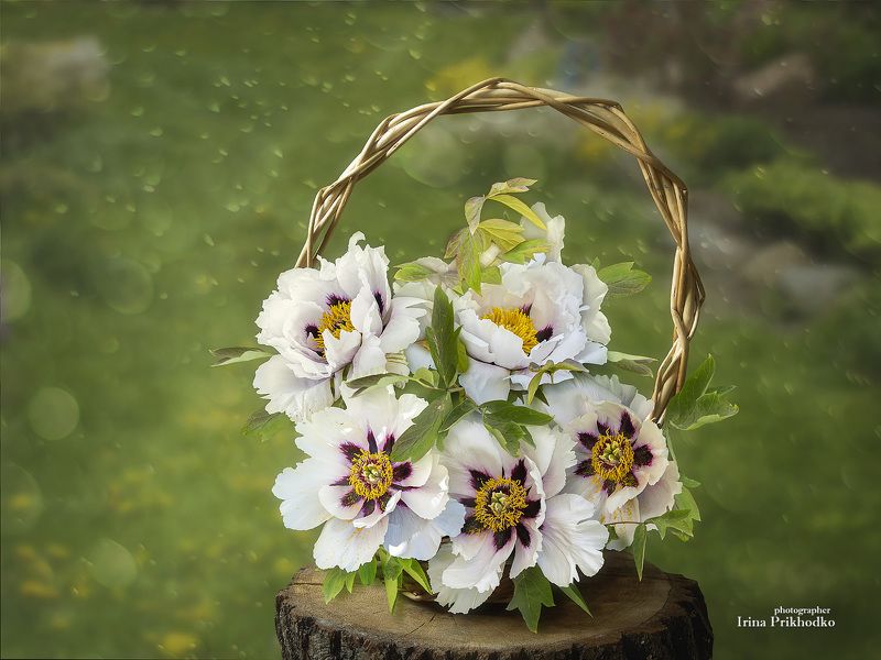 натюрморт, цветы, пленэр, древовидные пионы Корзинка с древовидными пионами на лужайке фото превью