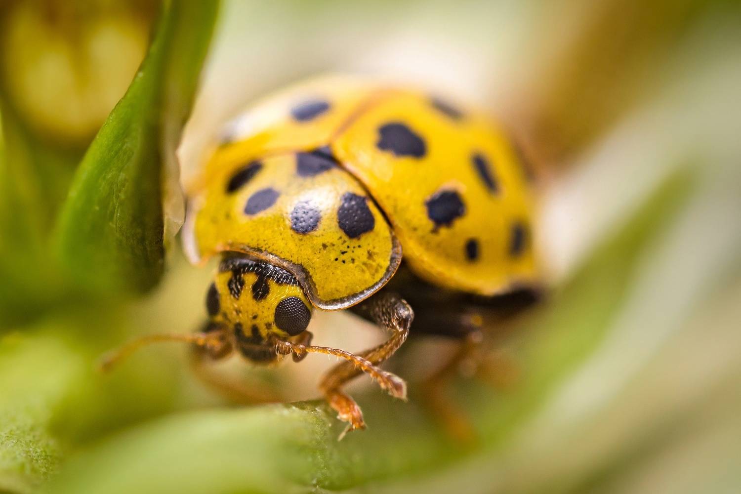 , Вячеслав Мельников