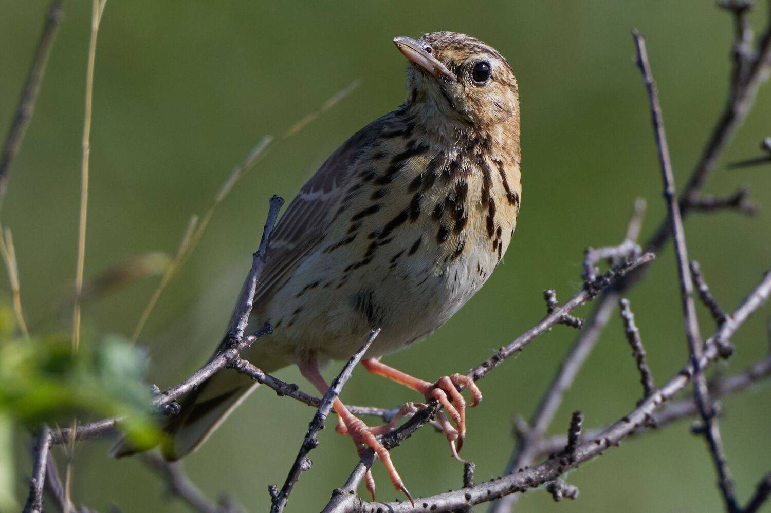 , Гильманов Артур