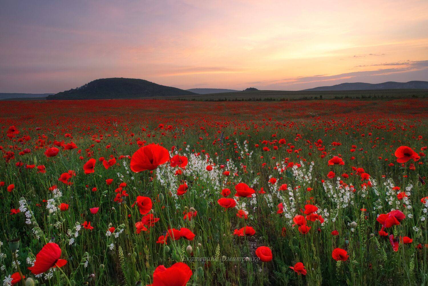 крым, маковые поля, закат, пейзаж, crimea, sunset, landscape, лето, Дмитренко Екатерина