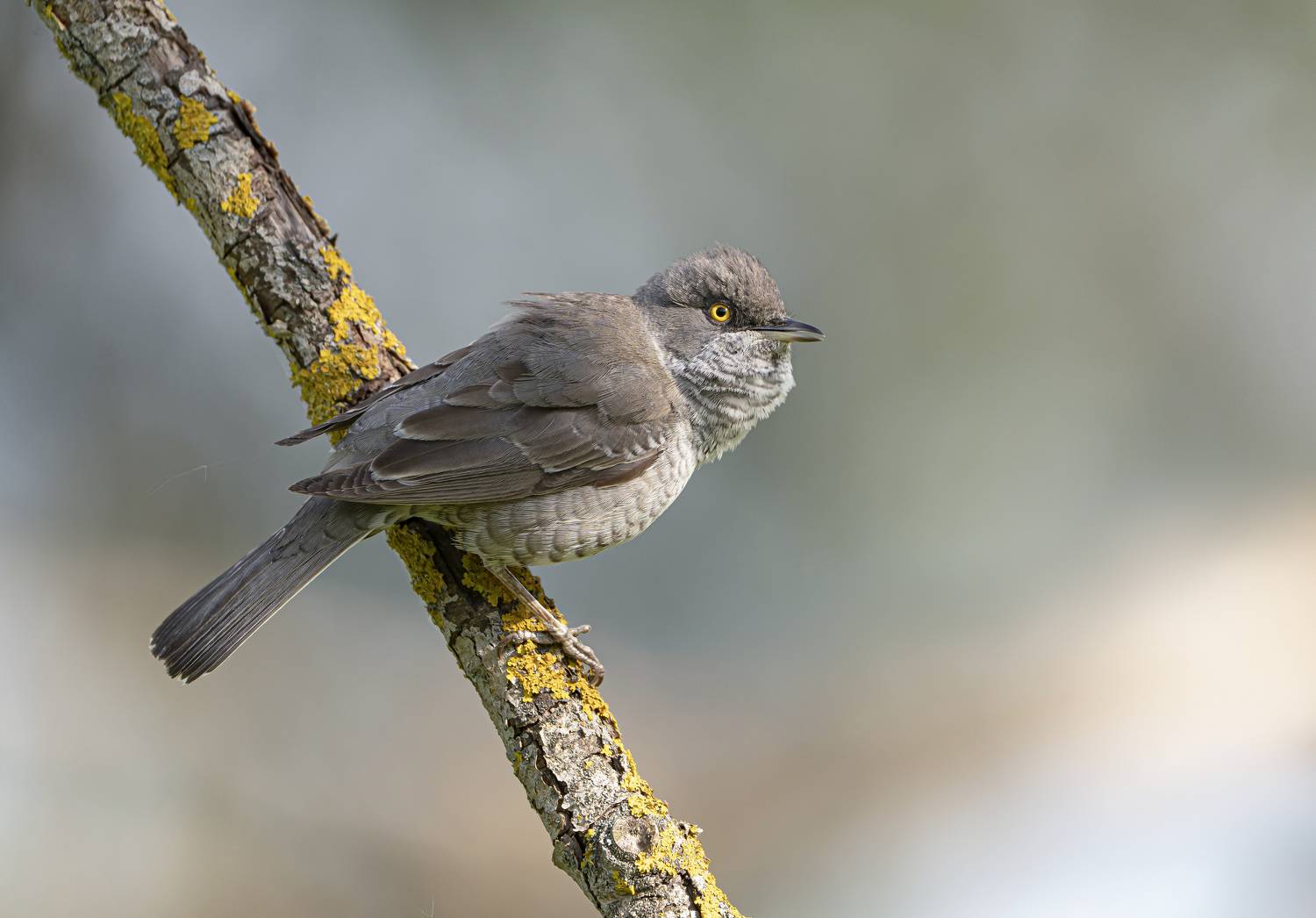 птицы,природа, лето, Андрей Киселёв