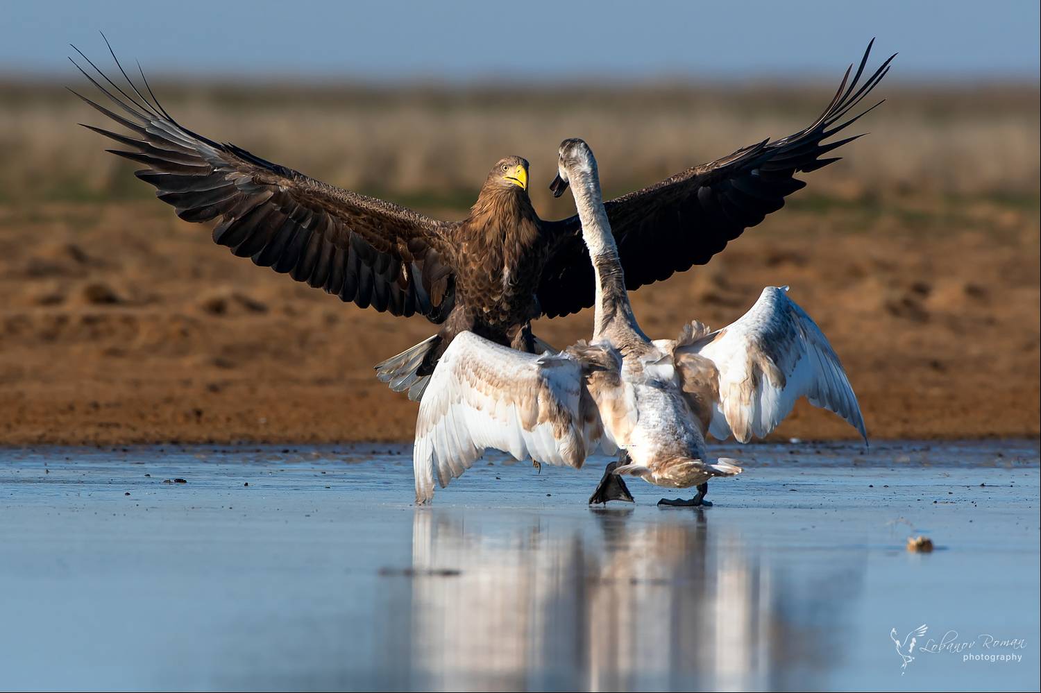 орлан, лебедь, степной, лобанов, пересвет, Роман Лобанов