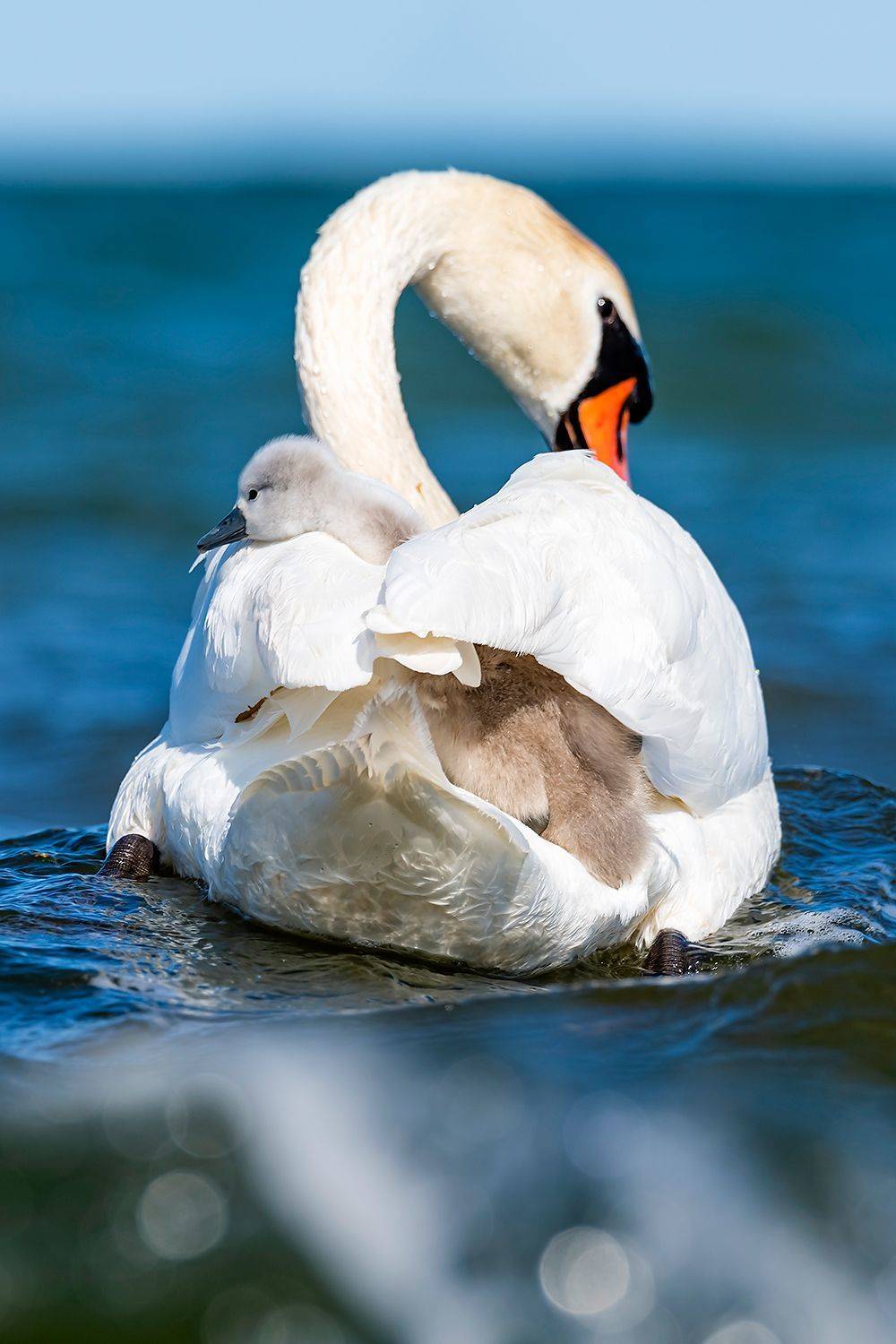 , Александр Абросимов