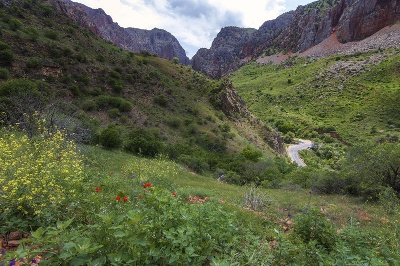 горы,дорога,цветы Путешествие по Грузии. фото превью