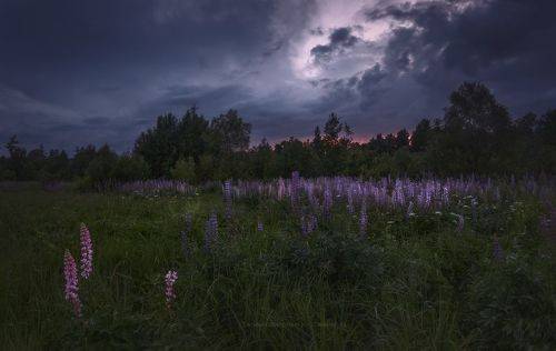 Белой ночью