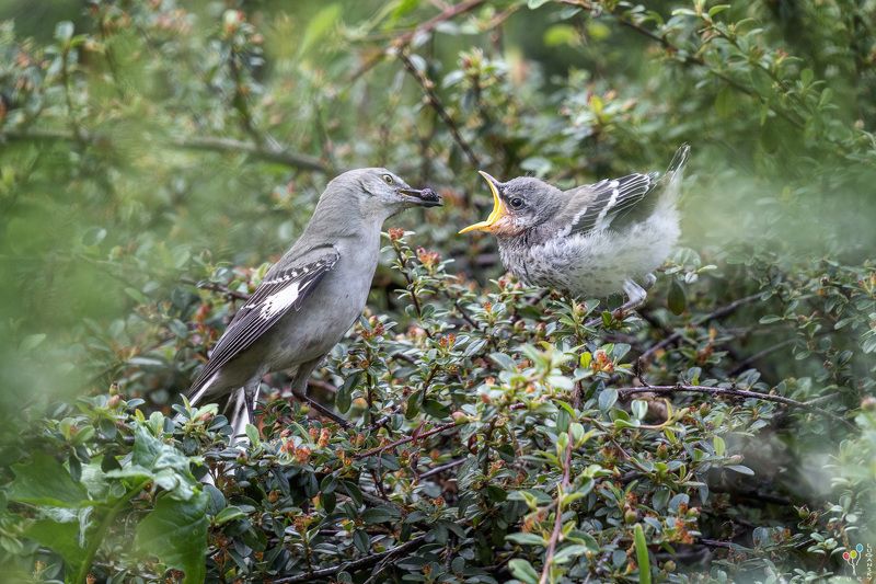 Mockingbird feeding young фото превью