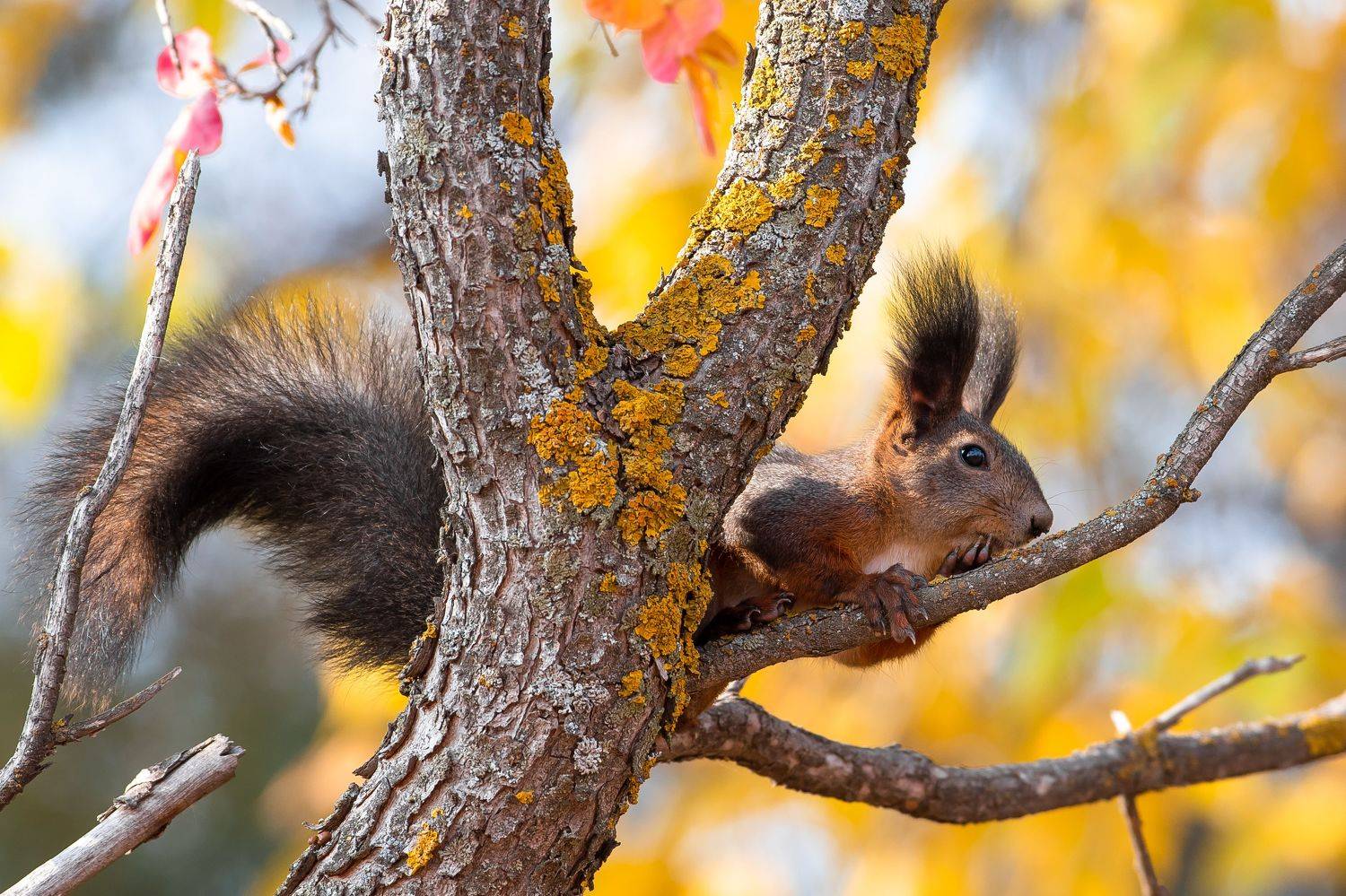 Sciurus vulgaris, volgograd, russia, wildlife,, Сторчилов Павел