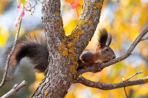 Sciurus vulgaris