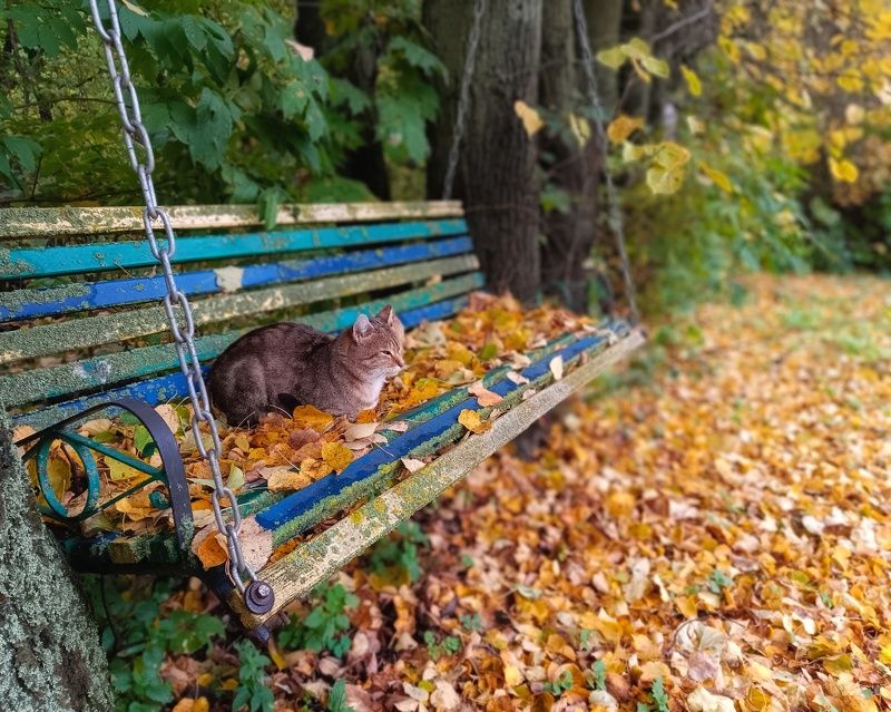 фото превью