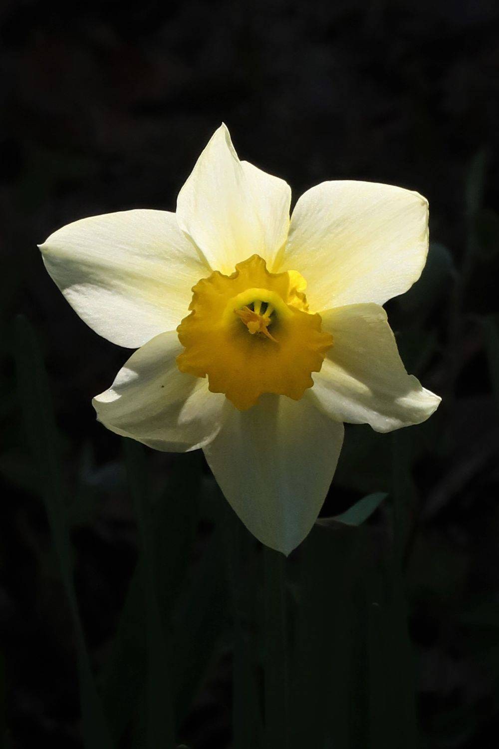 весна,цветок,нарцисс, Козлова Галина