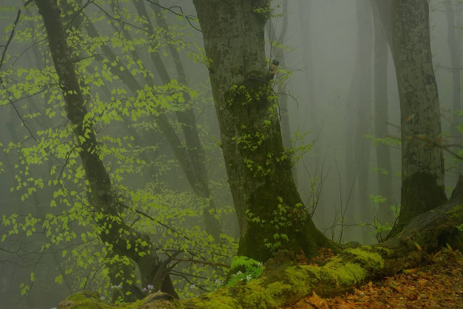 весна туман лес утро, Александр Жарников