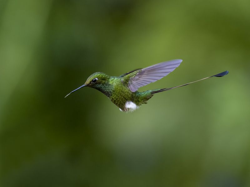 White-booted Racket-tail фото превью