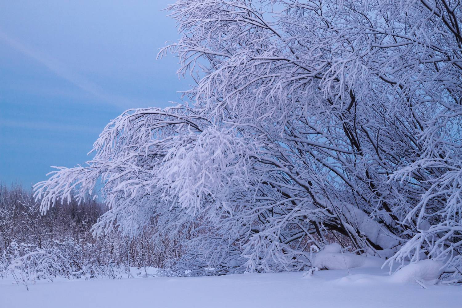 зима, вечер, иней, вологодская область., Смольский Евгений