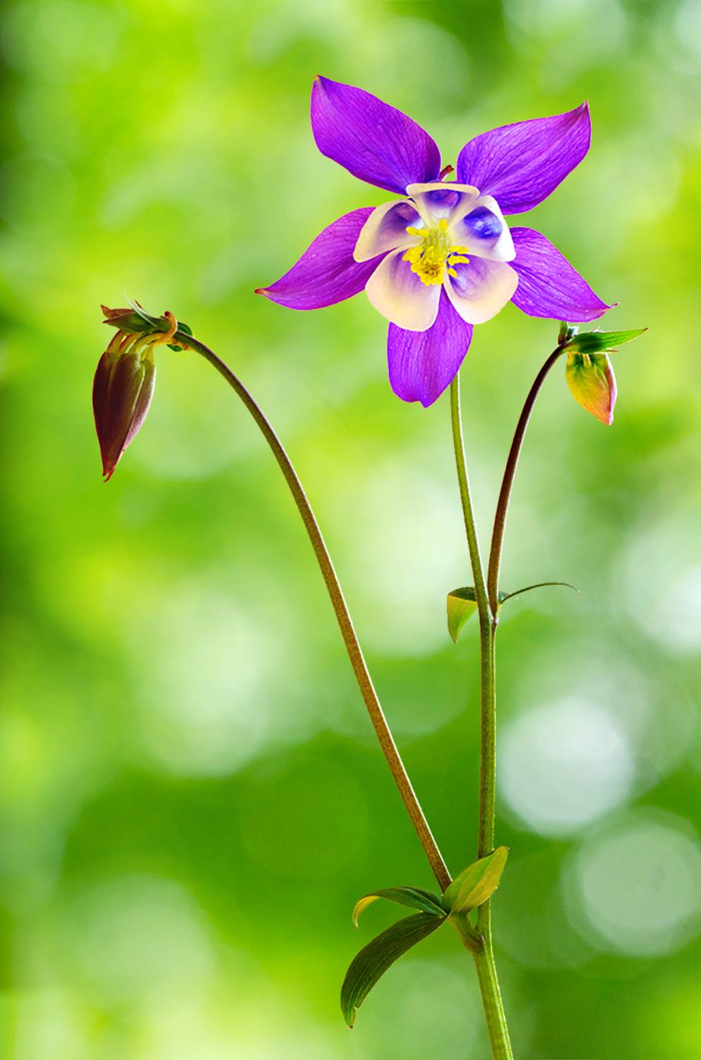 aquilegia, close-up, color, colors, color image, columbine, flower, flowers, green, macro, nature, photograph, photography, plant, plants, purple, spring, springtime,, Dr Didi Baev
