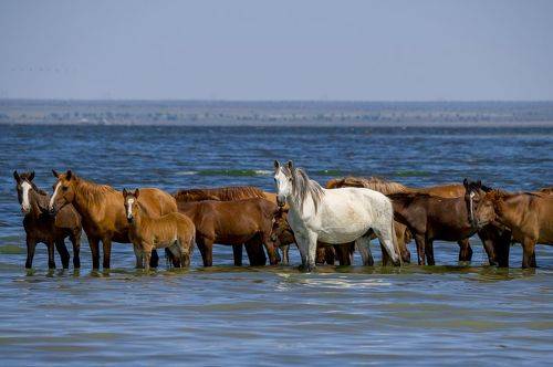 Лошадки на озере
