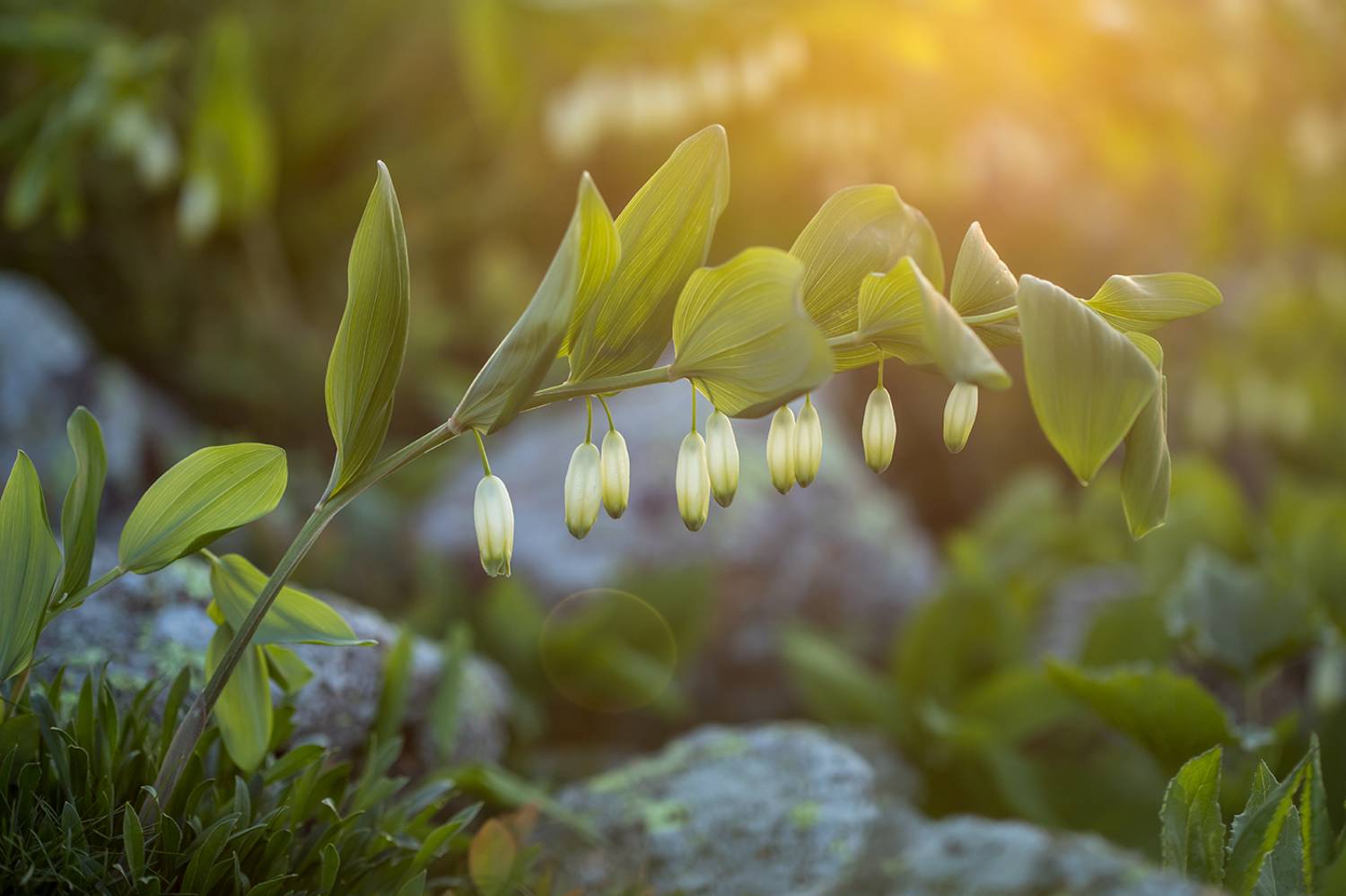 , Илья Михеев