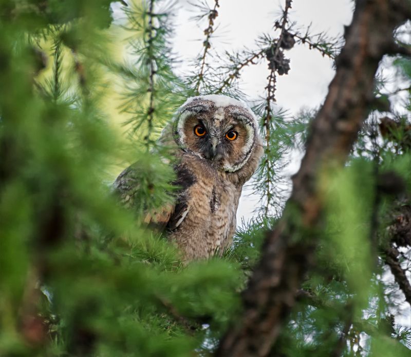 птица, ушастая сова, лес, сердитая.. фото превью