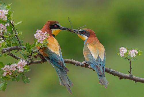 Стрекоза любви