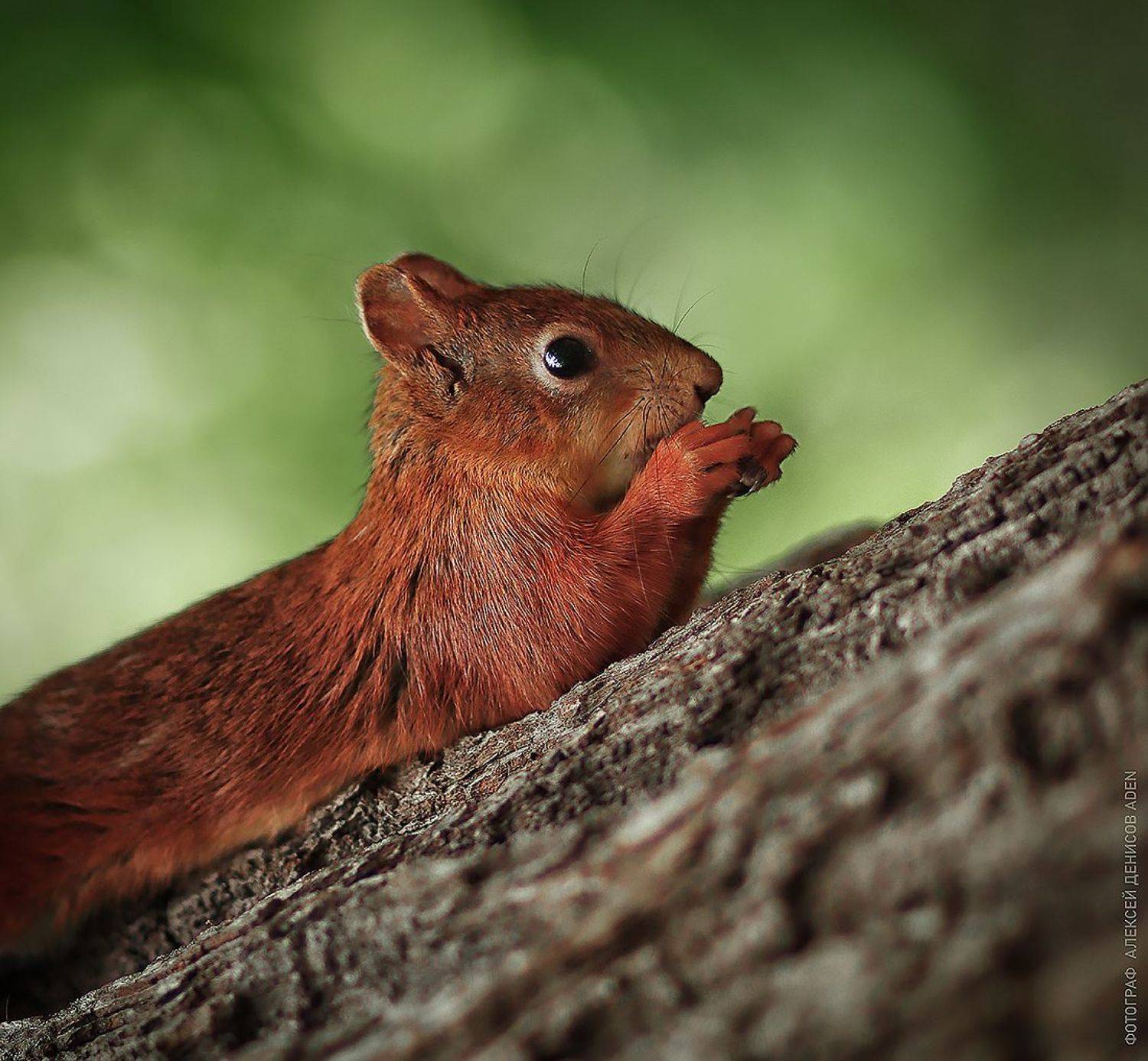 , Алексей Денисов