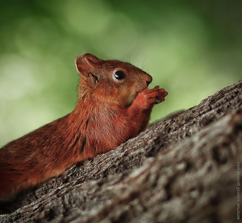 *** фото превью