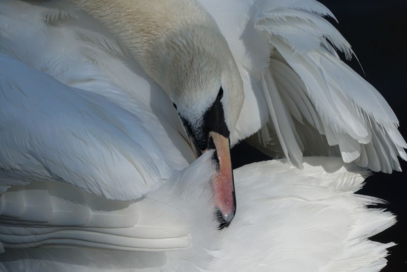 Swan фото превью