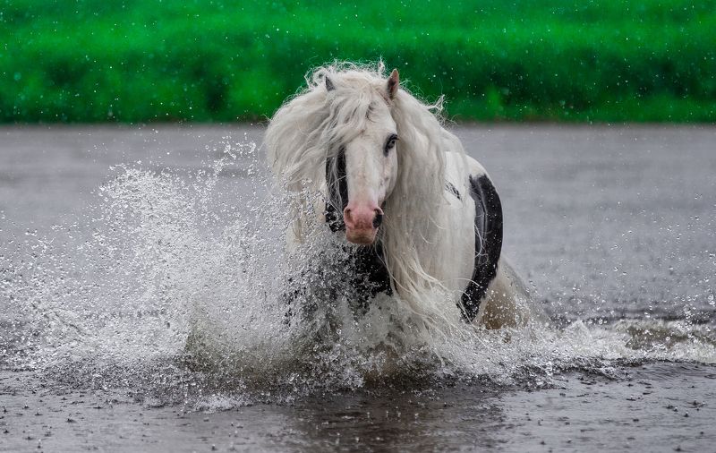 лошадь, horse  фото превью