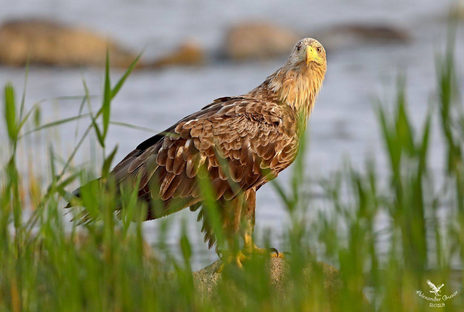 орлан белохвост., Гусар Александр