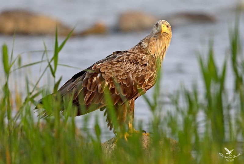 орлан белохвост. Смотри в глаза! фото превью
