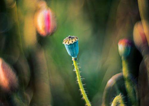 Poppy