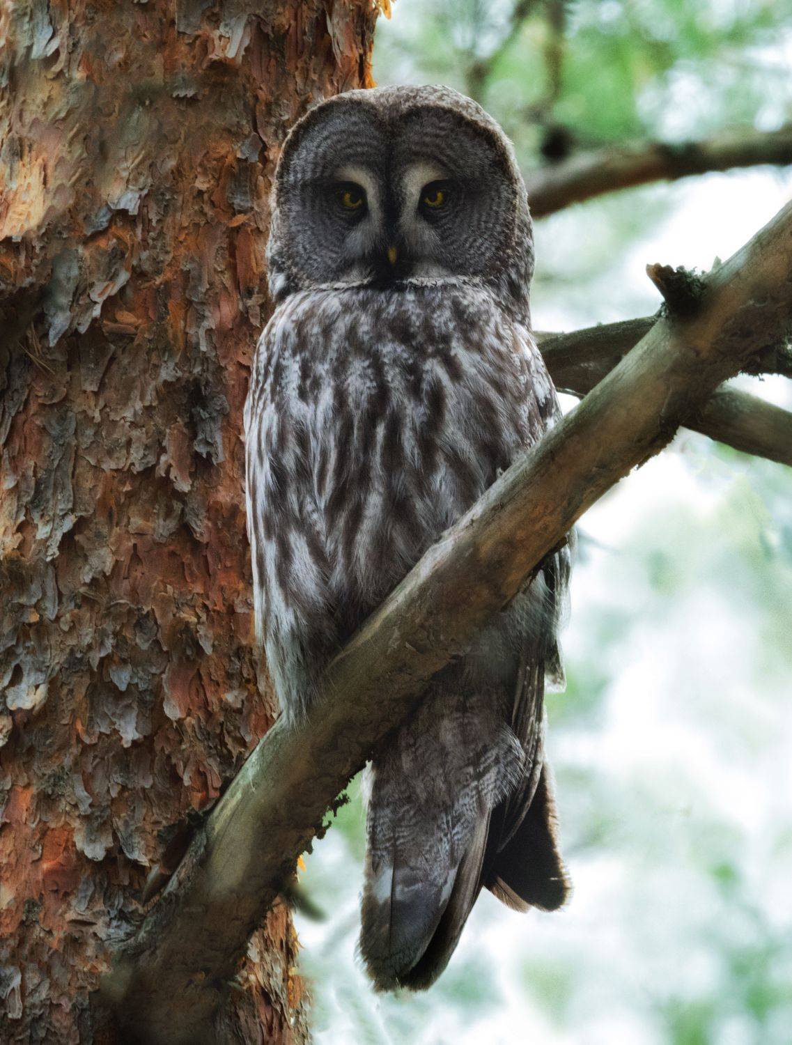 Бородатая неясыть, сова, Birdwatching, Ekaterina Kuzyukina