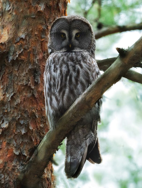 Бородатая неясыть, сова, Birdwatching Бородатая неясыть фото превью