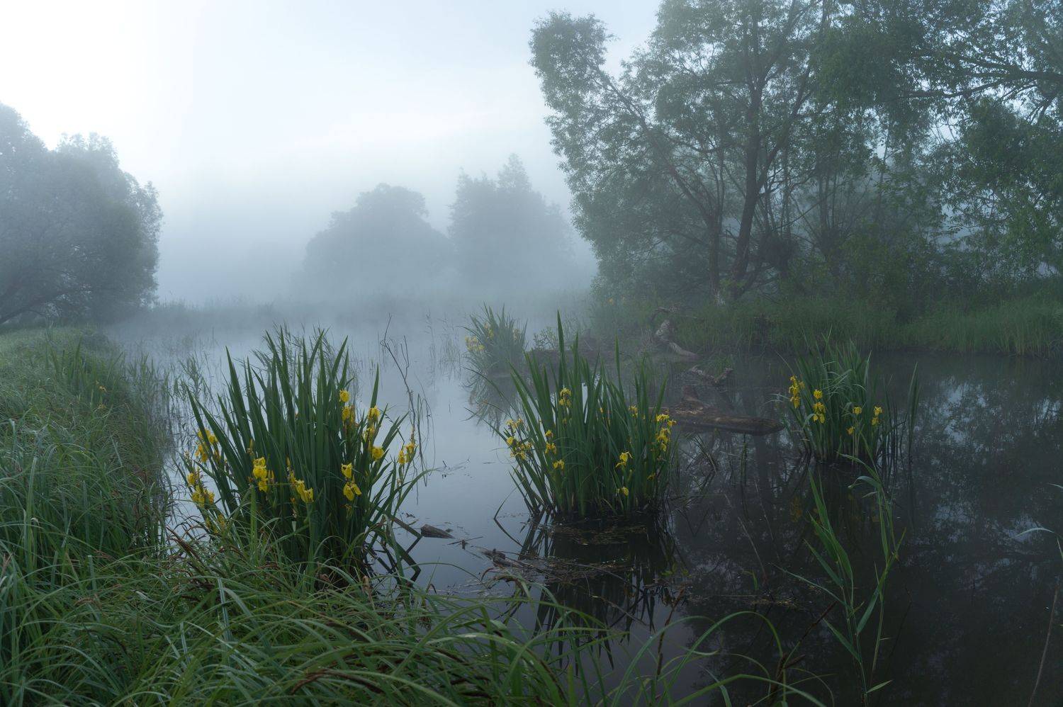 , Светлана Кондрашова