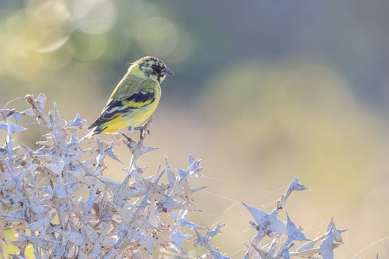 птицы, уругвай Чижик фото превью