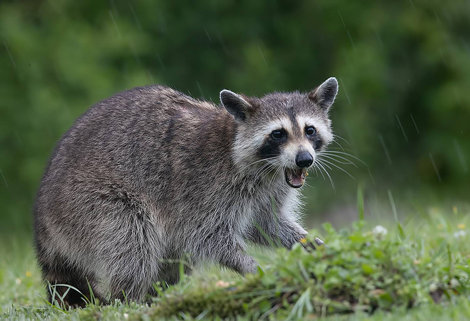 енот обыкновенный, енот-полоскун, raccoon, енот, дикие животные, животные, animals, Etkind Elizabeth