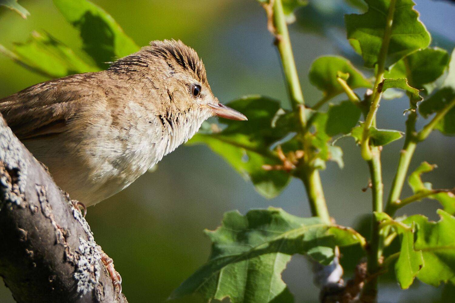 , Гильманов Артур