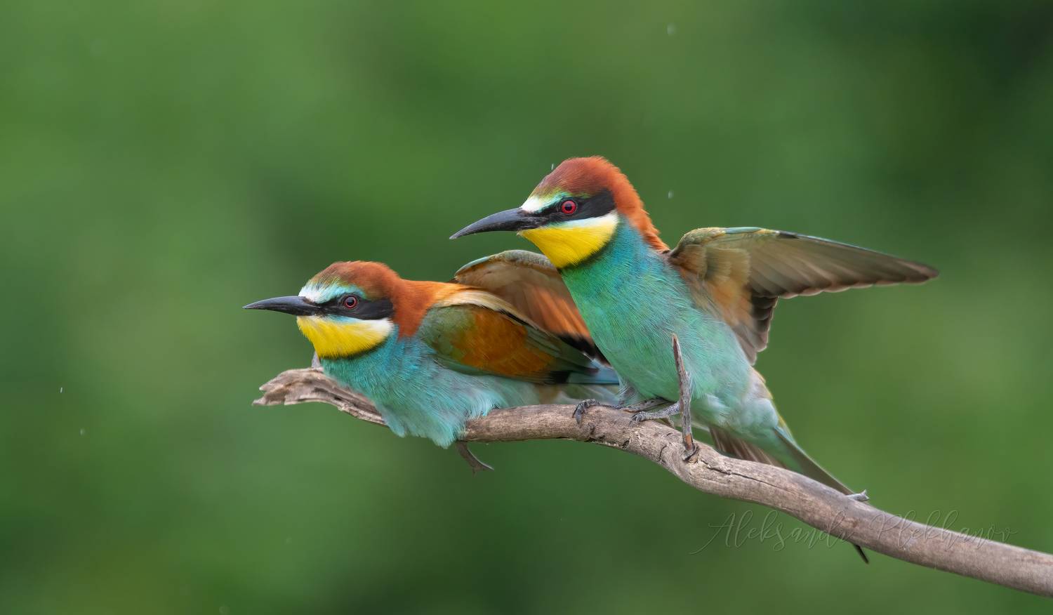 фотоохота , щурки_золотистые , дождь , птицы , природа , утро , wildlife , фото_птиц , european_bee-eater, Плеханов Александр