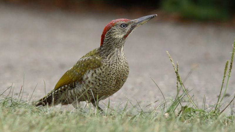 зелёный дятел, дятел, picus viridis, picus, green woodpecker, woodpecker Молодой зелёный дятел фото превью