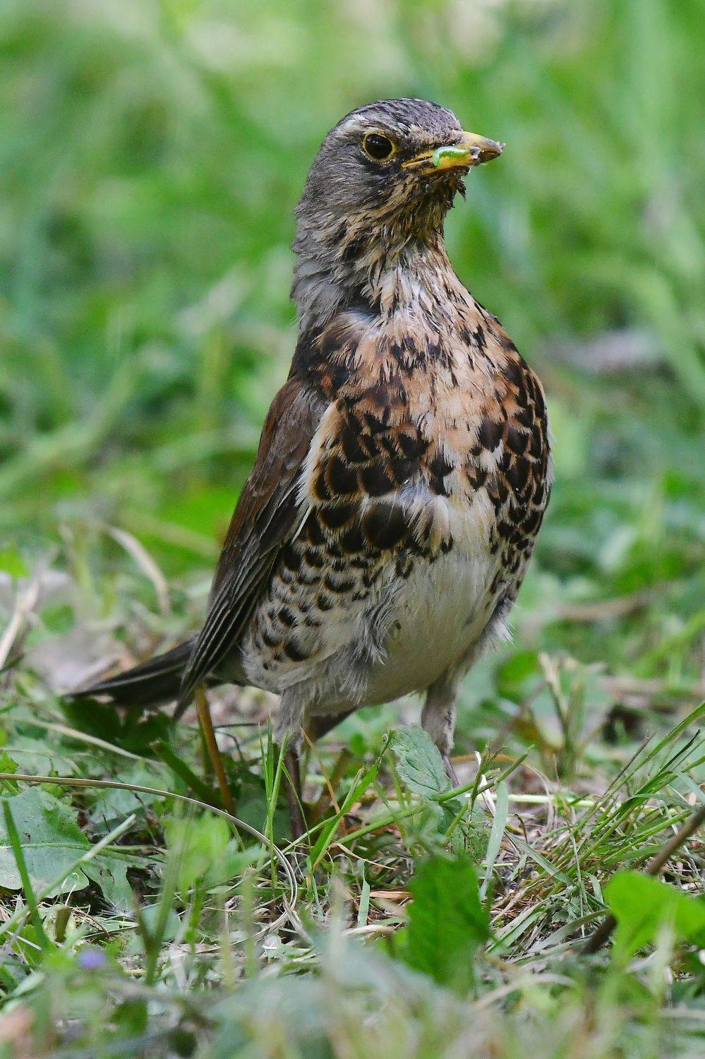 , Корнейчук Игорь