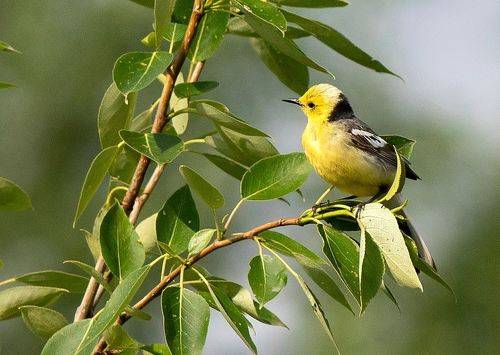 Жёлтоголовая трясогузка в своём биотопе